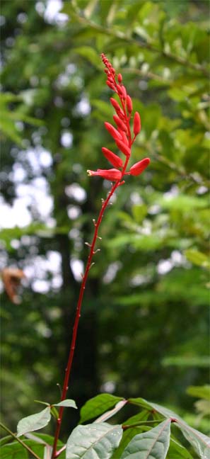 �X���i���j�K�L�̉�