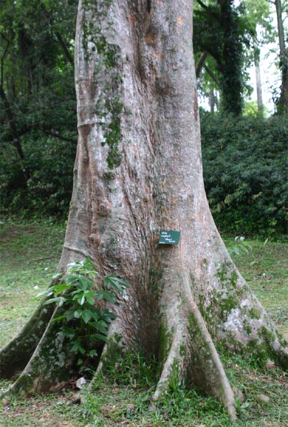 �����K�X�̊�