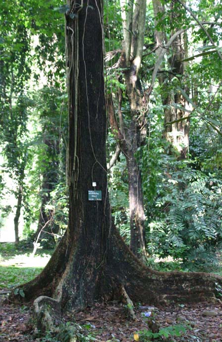 �I�I�o�}�z�K�j�[�̊�