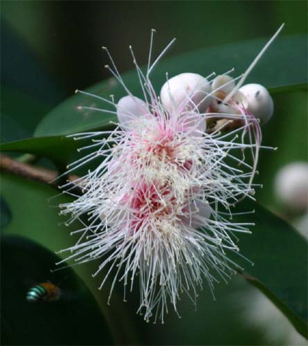 Syzygium�@pycnanthum�̉�