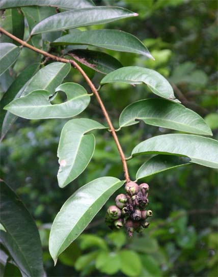 Syzygium�@pycnanthum�̗t�Ǝ�