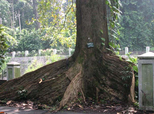 ���j�|�[�̔�