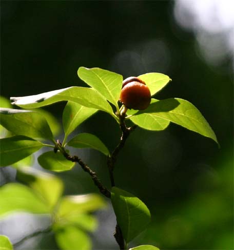 �A�����J�o���}�c��