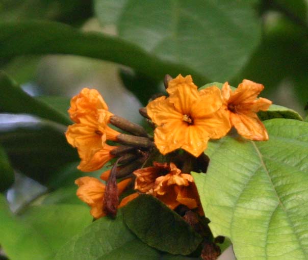 �A�����J�`�V���m�L