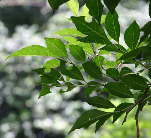 �V�}�g�l���R