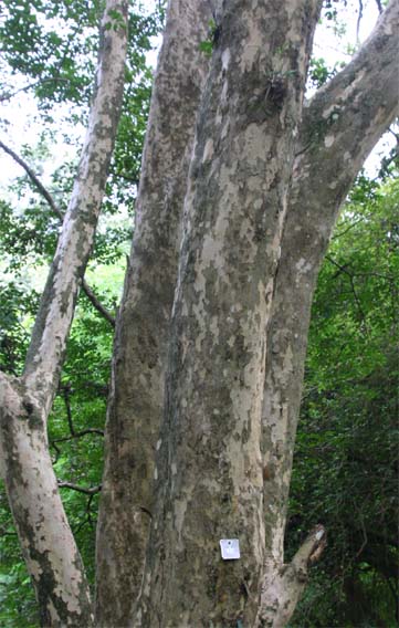 �V�}�g�l���R