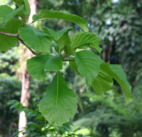 �L�i���h�L