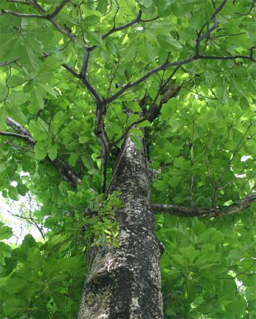 �L�i���h�L