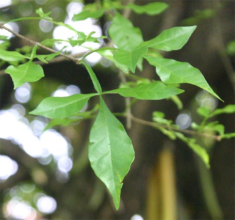 ���[�\�N�m�L