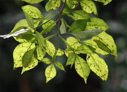 ���[�\�N�m�L