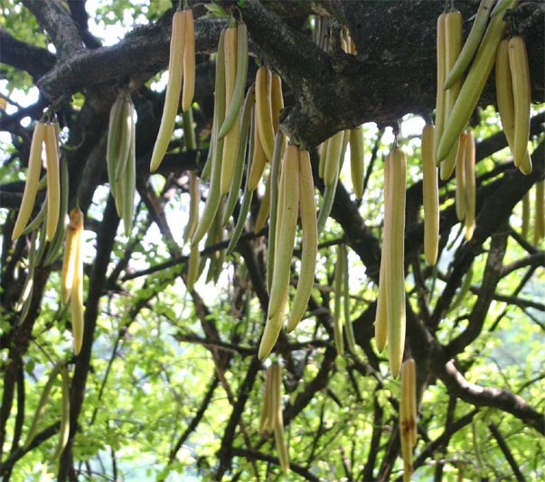 ���[�\�N�m�L