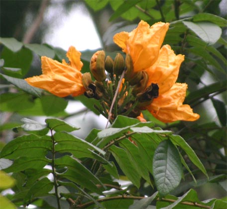 �J�G���{�N�̉�