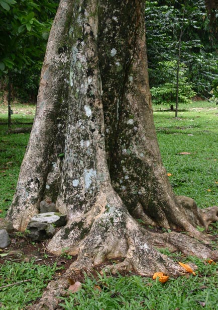 �J�G���{�N�̍�