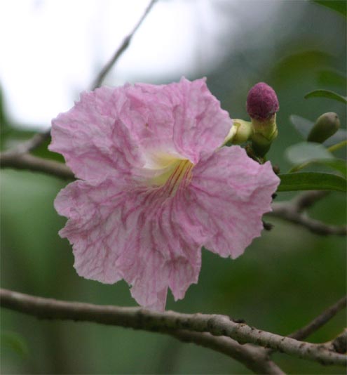 �^�x�u�C�A