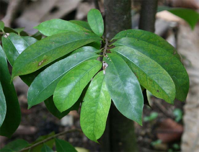 �g�Q�o�����C�V