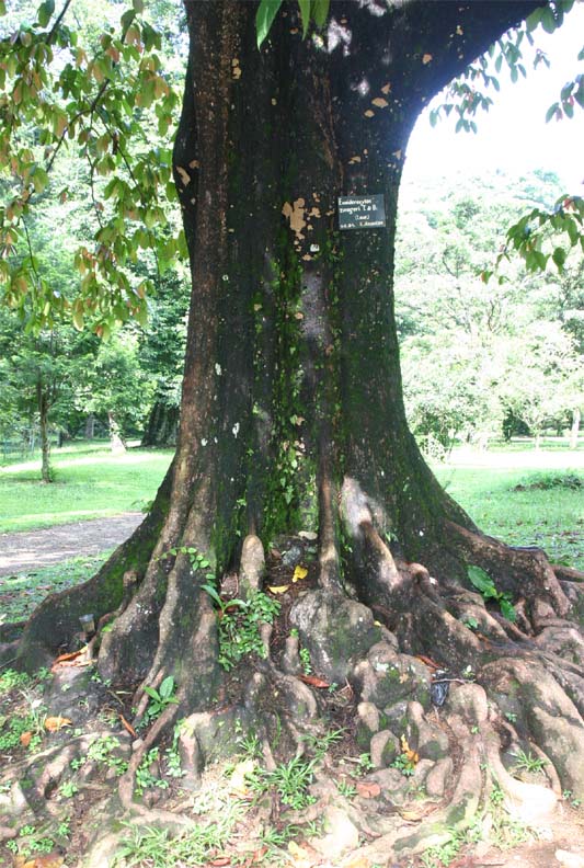 �u���A���̊�