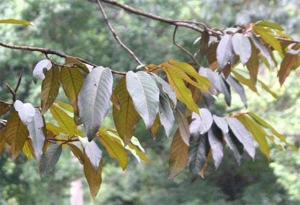 �n�}�j�N�Y�N�̗t