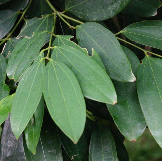 �C�k�j�b�P�C