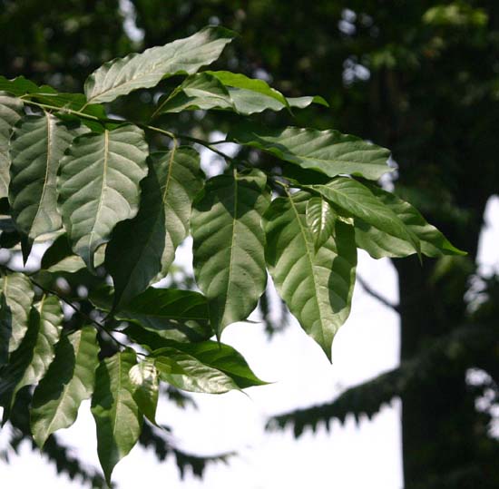 �C�����C����