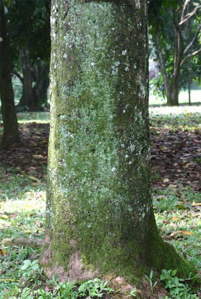 �C�����C����