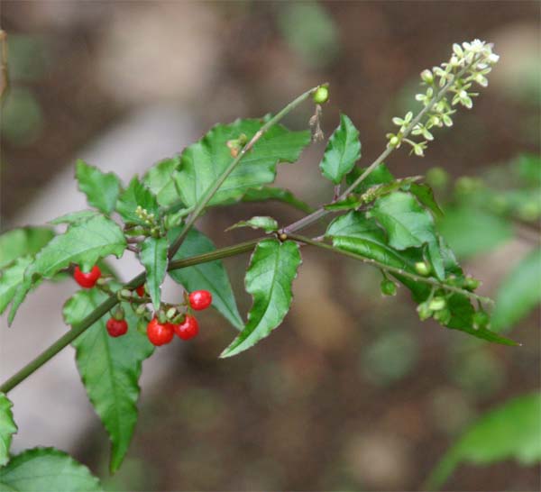 �W���Y�T���S