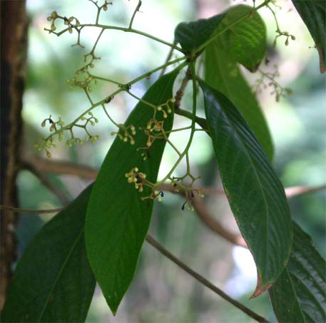 ���_���e���X�̎�