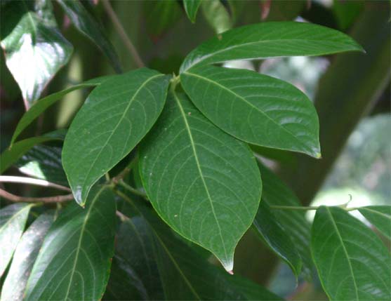 ���_���e���X�̗t