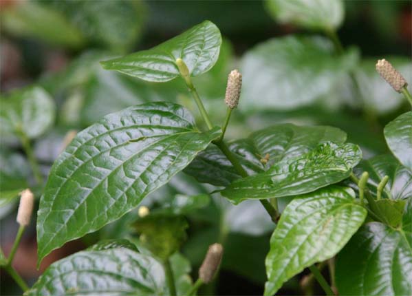 �W�����i�K�R�V���E