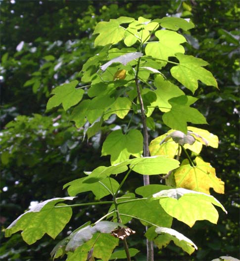 �{���h�[��