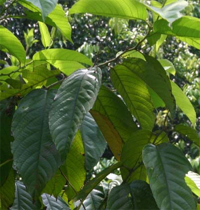 �^���J���b�N�̗t