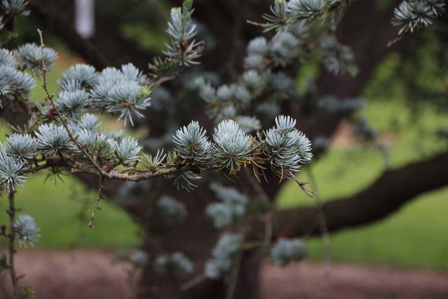 �A�g���X�V�[�_�[