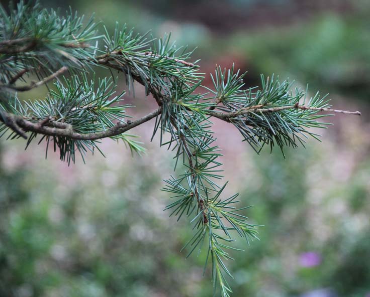 ���o�m���X�M�̗t