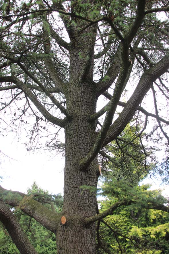 ���o�m���X�M