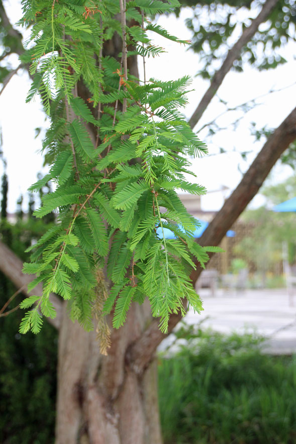 ���^�Z�R�C�A