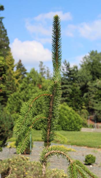 �h�C�c�g�E�q