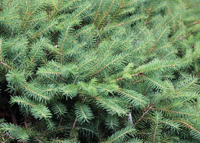 �h�C�c�g�E�q�̗t