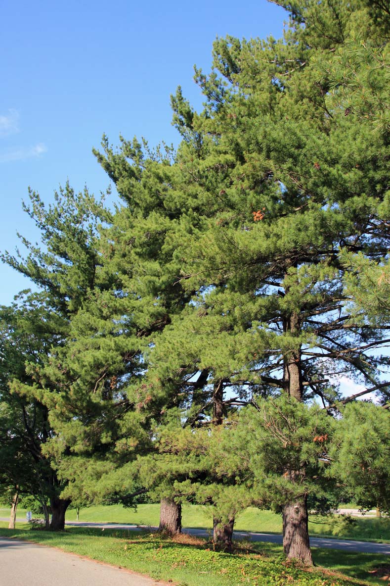 �X�g���[�u�}�c