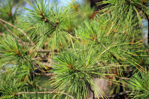 �X�g���[�u�}�c�̗t