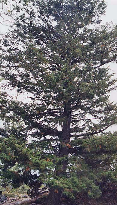 �I���S���p�C��