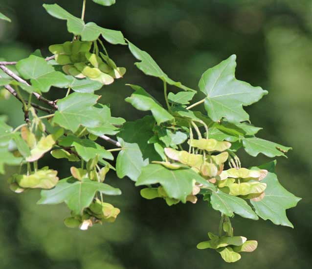 �R�u�J�G�f