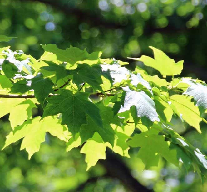 �T�g�E�J�G�f