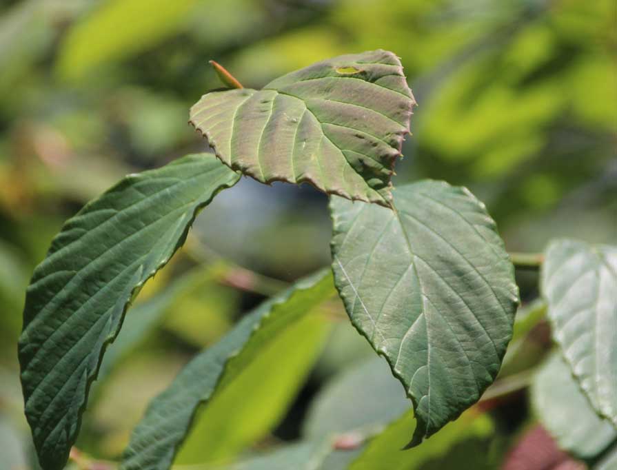 Corylopsis veitchiana