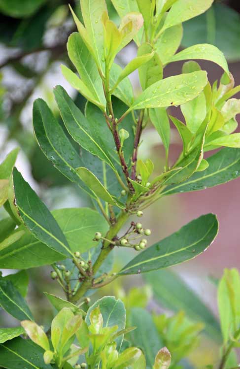 �C�G���p�}�e