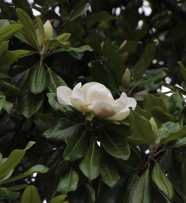 �^�C�T���{�N�̉�