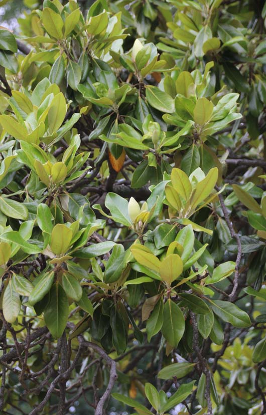 �^�C�T���{�N