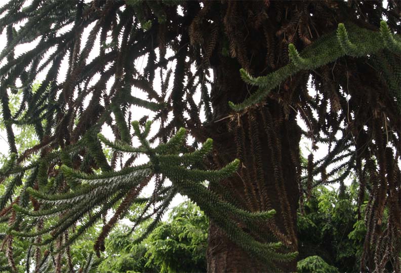 Araucaria�@araucana�̊�