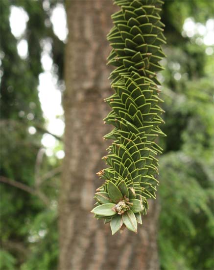 Araucaria�@araucana�̗t