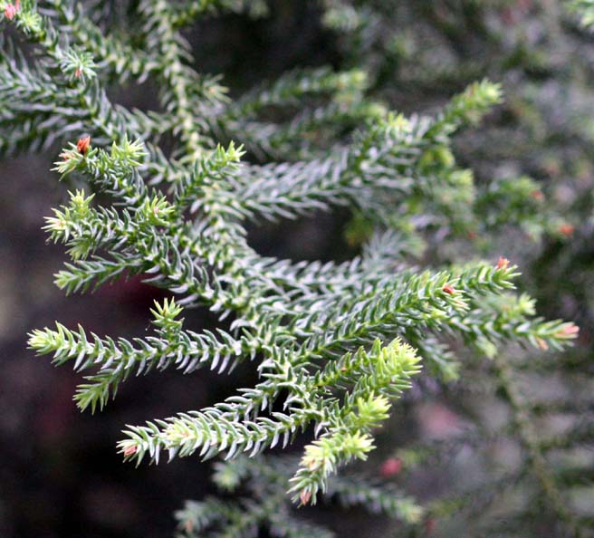 �t�[�v�p�C���̗t