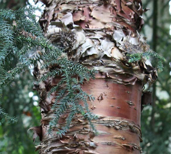 �t�[�v�p�C����