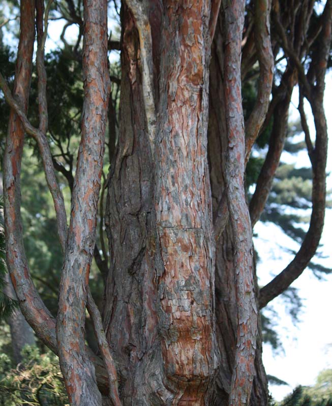 Calocedrus�@decurrens�̊�